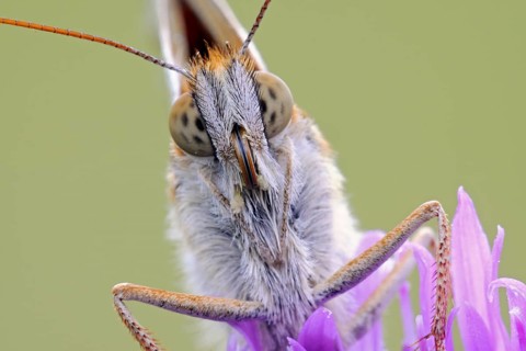Dark Green Fritillary (Argynnis aglaja) portrait on Field Scabious (Knautia arvensis), North