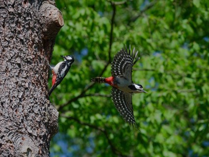Operation at the nest box entrance