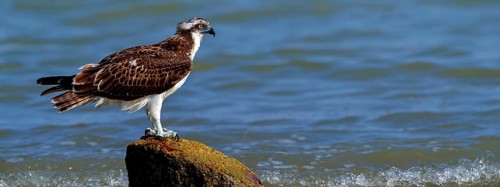 An osprey looking for food, (Pandiaon haliaetus), family of birds of prey, biotope, habitat,