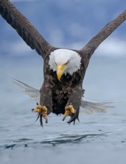 Bald Eagle (Haliaeetus leucocephalus) hunting, Alaska, USA