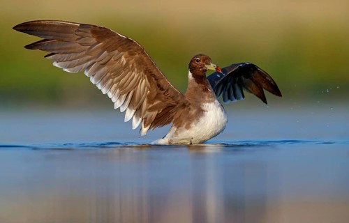 Hemprich's Gull, (Ichthyaetus hemprichii), (Larus hemprichii), Fish Eagle Gull Salalah, Raysut,
