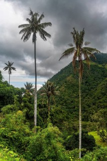 Wax palms largest palms in the world, Cocora valley, Unesco site coffee cultural landscape,