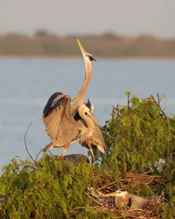 Great Blue Heron (Ardea herodias), Texas, USA