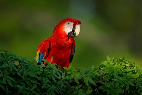 Red parrot Scarlet Macaw, Ara macao, bird sitting on the branch with food, Amazon, Brazil. Wildlife