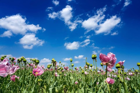 Opium poppy field, Germerode, Werra-Meissner district, Hesse, Germany