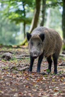 Wild boar (Sus scrofa), Vulkaneifel, Rhineland-Palatinate, Germany