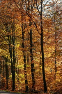 Colorful beech forest in autumn in Sankt Olof, Simrishamn municipality, Skåne county, Sweden,