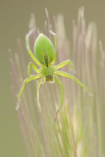 Green huntsman spider (Micrommata virescens), female, Provence, southern France
