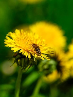 Honey bee (Apis mellifera) collecting pollen in the flower of a dandelion (taraxacum),