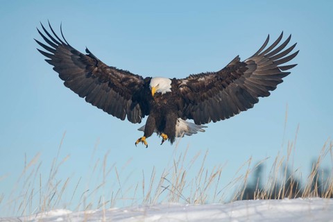 Bald Eagle (Haliaeetus leucocephalus) landing, Alaska, USA