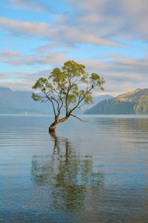 Tree in the clear water of a lake with mountains in the background and mild atmosphere, summer,
