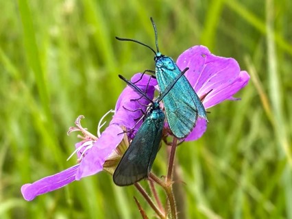 Green forester (Adscita statices) in a meadow cranesbill (Geranium pratense), Liederbach,