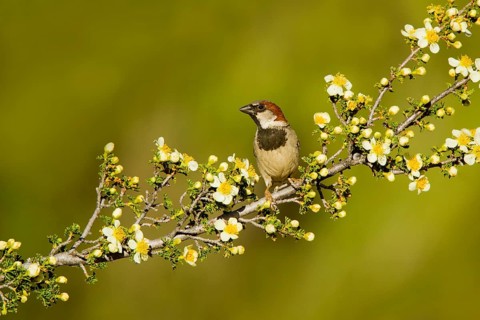 House Sparrow Passer domesticus Tucson, Pima County, Arizona, United States 17 May 2017 Adult Male