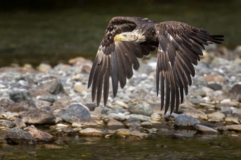 Bald Eagle (Haliaeetus leucocephalus) flying, British Columbia, Canada