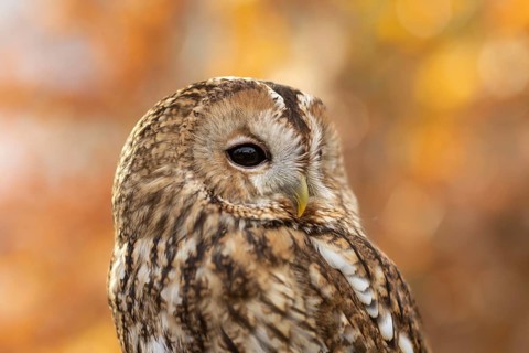 Tawny Owl (Strix aluco) captive, Bavaria, Germany