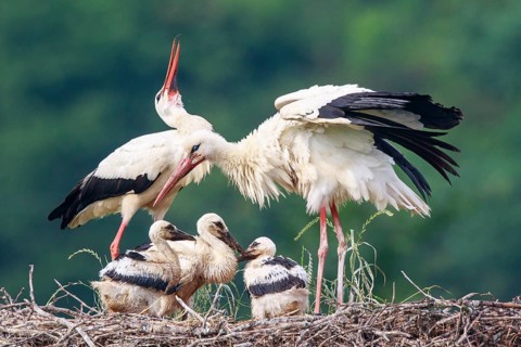 White Stork (Ciconia ciconia) pair with young in nest, North Rhine-Westphalia, Germany