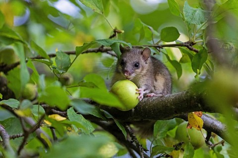 Dormouse (Glis glis), animals, mammals, dormice, nocturnal, rodents, eats an apple,