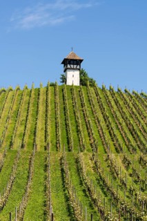 Das sogenannte Rebwächterhäusle, ein Fachwerkgebäude um 1600 errichtet, diente der Beaufsichtigung