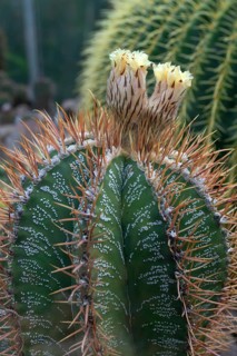 Cactus, flowering bishop's mitre (Astrophytum ornatum), Botanical Garden Erlangen, Middle