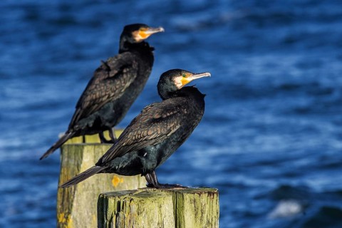 Cormorants (Phalacrocorax carbo) sitting on groynes, Fischland-Darß-Zingst, Baltic Sea,