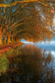 Autumn colours on the Platanen Allee, Hardenberg Ufer, lakeside path on Lake Baldeney, near Haus