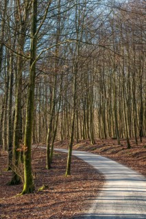 Narrow winding road through forest in spring-winter in Snogeholm nature reserve, Sjöbo