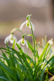 Macro shot of snowdrops in spring with blurred background, Schwäbisch Hall, Germany