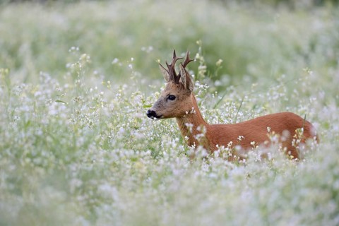 Western Roe Deer (Capreolus capreolus) buck in blooming meadow, Netherlands