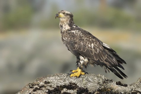Bald Eagle (Haliaeetus leucocephalus), British Columbia, Canada
