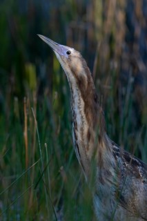 Australasian Bittern (Botaurus poiciloptilus) juvenile, Victoria, Australia