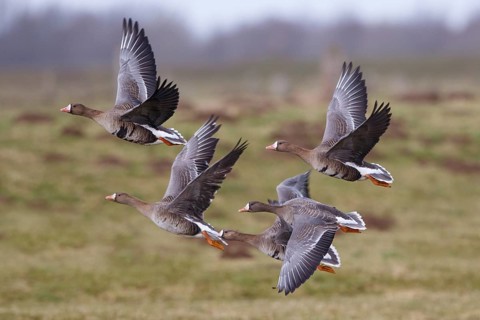Greater White-fronted Goose & Barnacle Goose (Anser albifrons & Branta leucopsis) flock flying,
