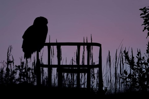 Eurasian Eagle-Owl (Bubo bubo), North Rhine-Westphalia, Germany