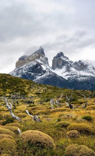 Enchanted dead trees, Cuernos del Paine mountain range in autumn, Torres del Paine National Park,