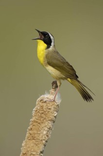 Common Yellowthroat (Geothlypis trichas) singing, Texas, USA