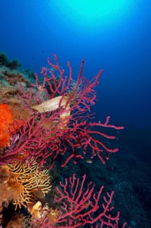 Two specimens of egg capsule of nursehound (Scyliorhinus stellaris) on violescent sea-whip