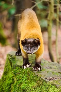 Yellow-throated marten (Martes flavigula)on a rock, Germany