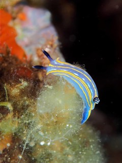 A blue star snail (Felimare tricolor) with yellow stripes crawls over algae, dive site marine