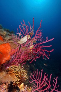 Egg capsule of large spotted catshark (Scyliorhinus stellaris) attached to Violescent sea-whip