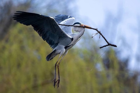 Grey heron (Ardea cinera), flying, with a branch in its beak, building a nest, Vienna, Austria