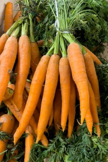 Bunch of carrots (Daucus carota) in display of grocery retailer wholesale fruit and vegetable