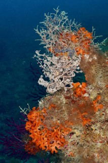 Colourful underwater landscape with various creatures, mediterranean basket star (Astrospartus
