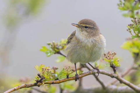 Common Chiffchaff (Phylloscopus collybita) perched on a branch, North Rhine-Westphalia, Germany