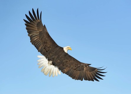 Bald Eagle (Haliaeetus leucocephalus) flying, Alaska, USA