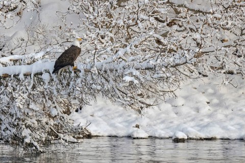 Bald Eagle (Haliaeetus leucocephalus), Alaska, USA