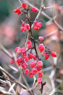 Berberis aggregata, winter, Germany