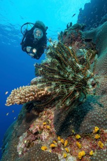 Diver swimming dives through intact coral reef of hard corals (Scleractinia) in Western Pacific