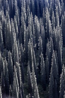 Coniferous forest, Many trees, Siberian Fir tree (Abies sibirica), Tien Shan Mountains, Kyrgyzstan