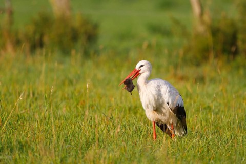 White Stork (Ciconia ciconia) female with caught mole in its beak, North Rhine-Westphalia, Germany