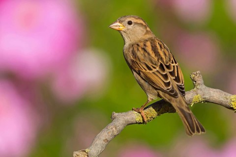 House Sparrow, Passer domesticus, Moineau domestique, Gorrión Común, Beindersheim, Bad Dürkheim