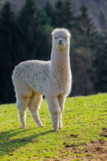 One young white Alpaca (Vicugna pacos) stands on a green meadow . A forest is in the distant